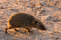 Egel | Elshout-Natuurfotografie