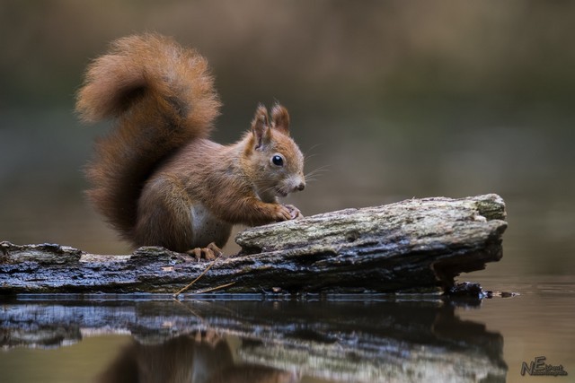 Eekhoornl | Elshout-Natuurfotografie