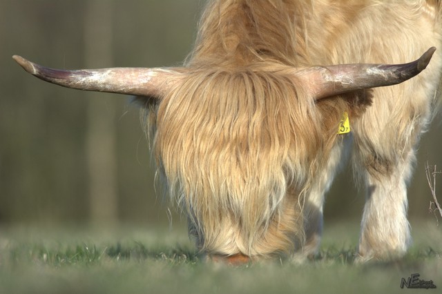 Schotse Hooglander | Elshout-Natuurfotografie