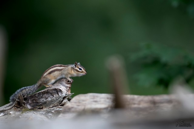 Syberische Grondeekhoorn | Elshout-Natuurfotografie