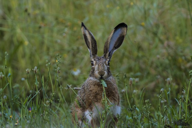 Haas | Elshout-Natuurfotografie
