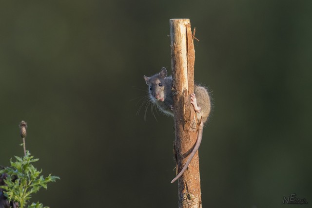 Rat | Elshout-Natuurfotografie