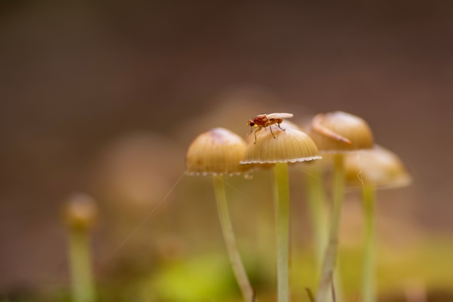 MACRO