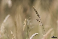 Elshout Natuurfotografie | van alles wat