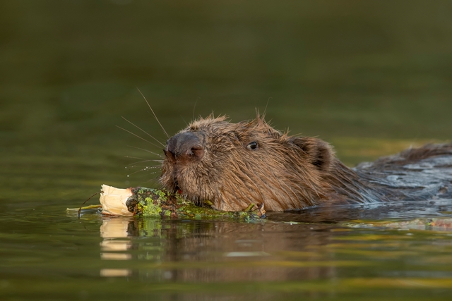 ZOOGDIEREN