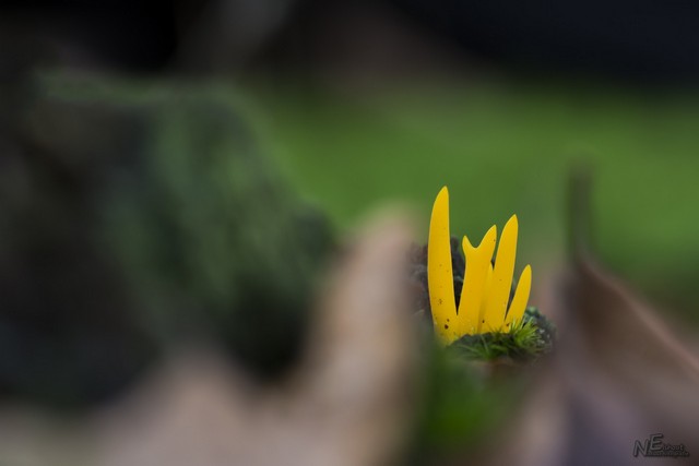 Details mooi uitlichten en vergroot op de foto zetten