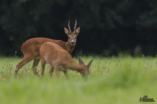 De grotere in het wild levende dieren, ik geniet ervan