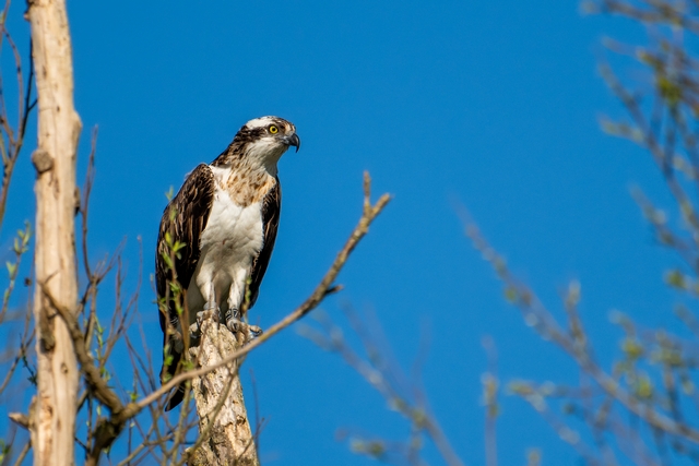 VOGELS